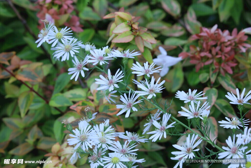紫菀  