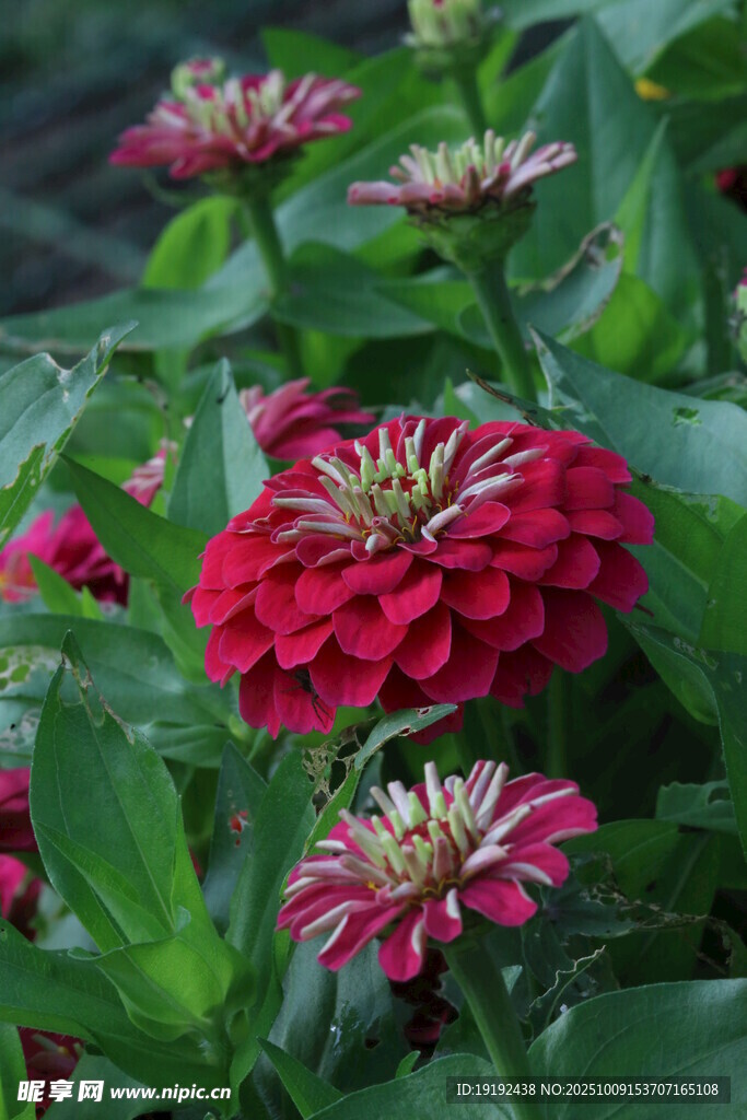 百日菊  