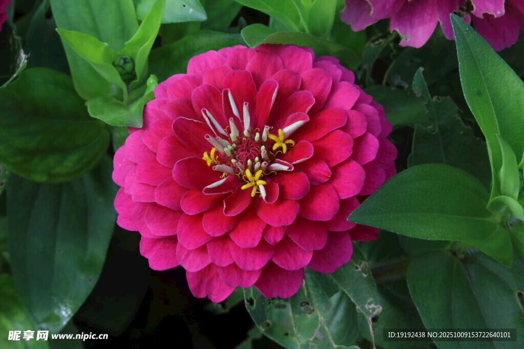 百日菊 