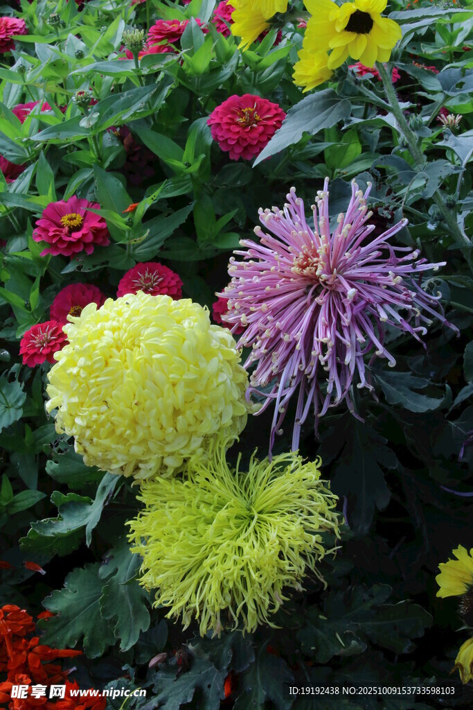 菊花  