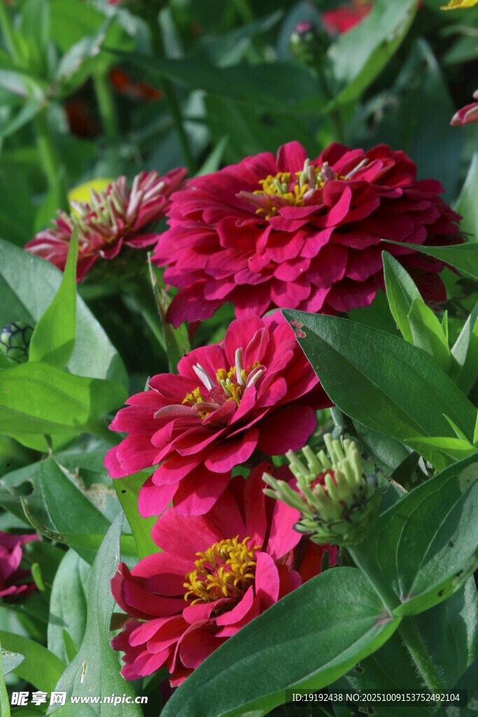百日菊 