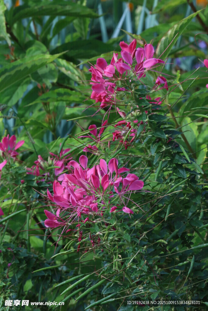 醉蝶花  
