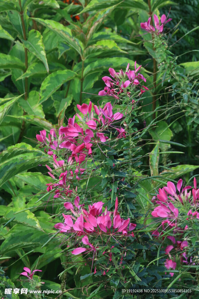 醉蝶花  