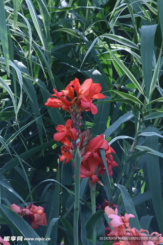  美人蕉  