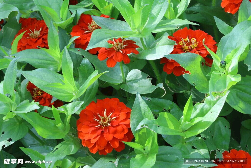 百日菊 