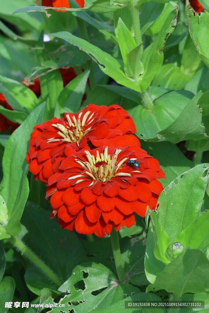 百日菊  