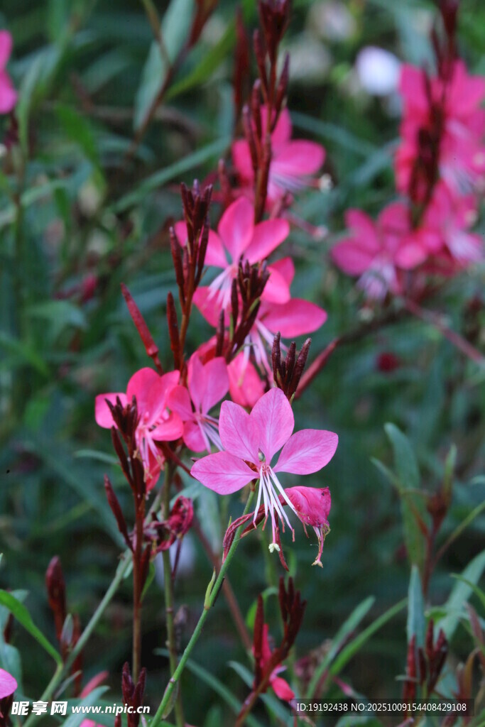 山桃草 