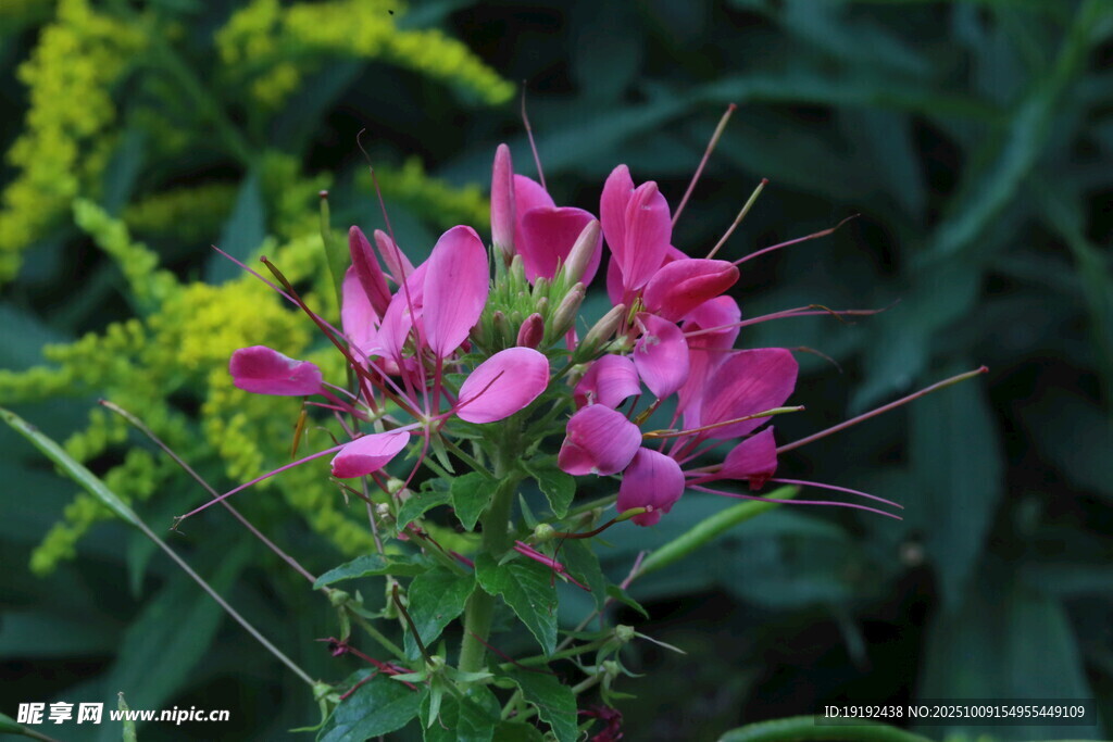 醉蝶花 
