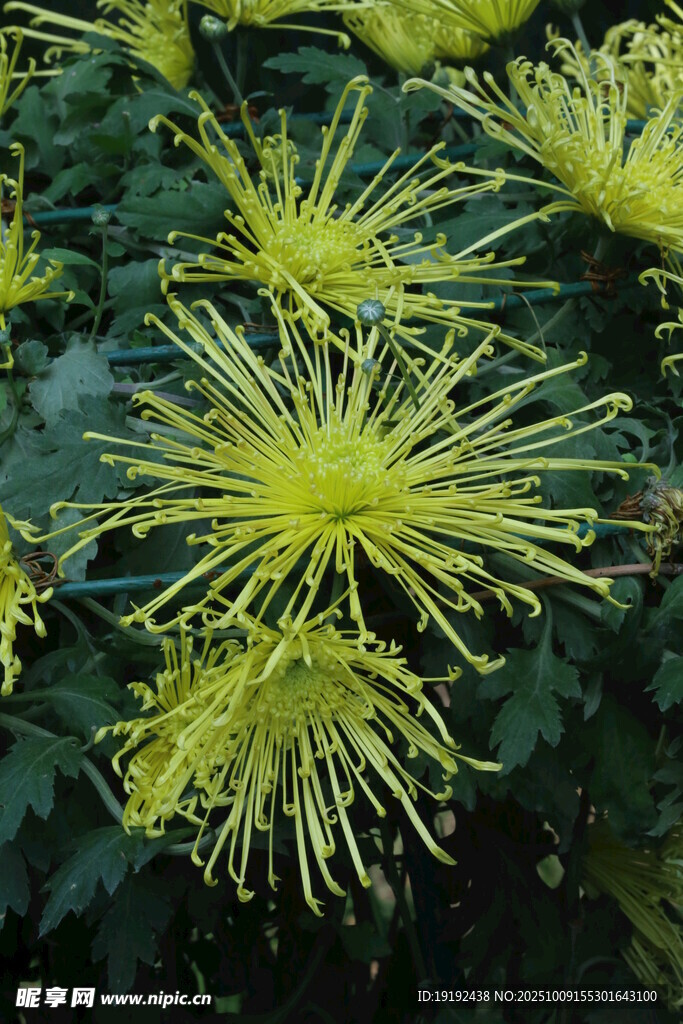 菊花  