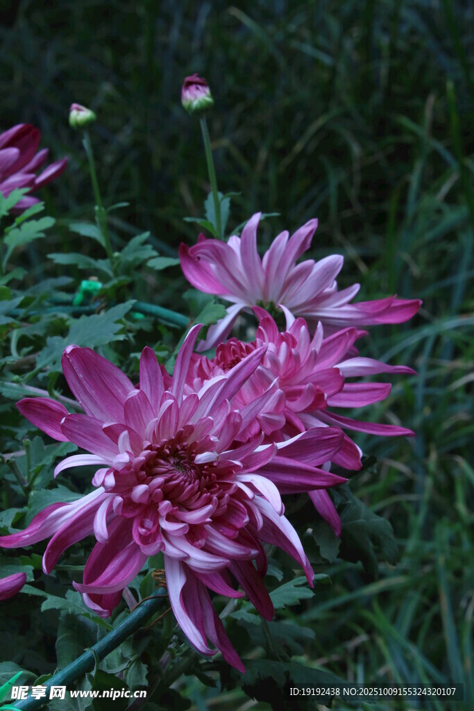 菊花  