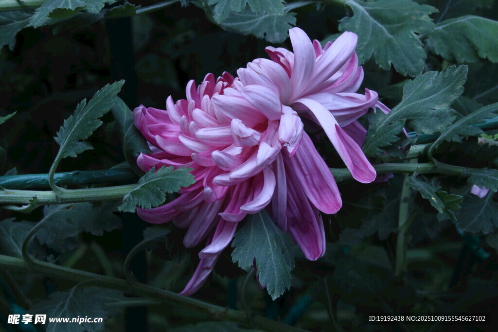 菊花 