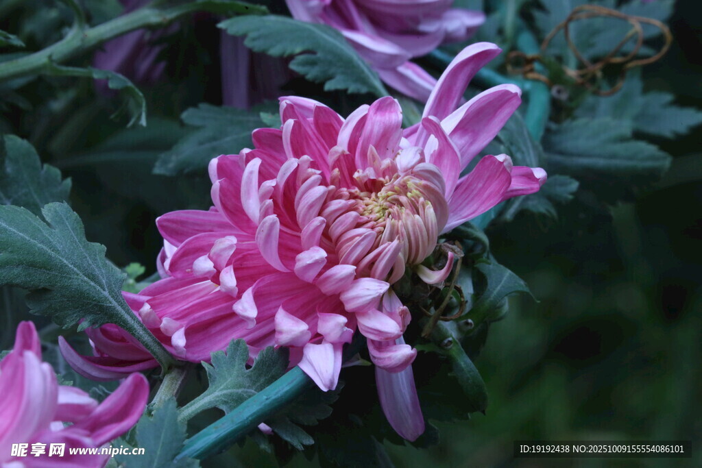 菊花  