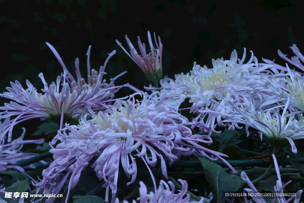 菊花 