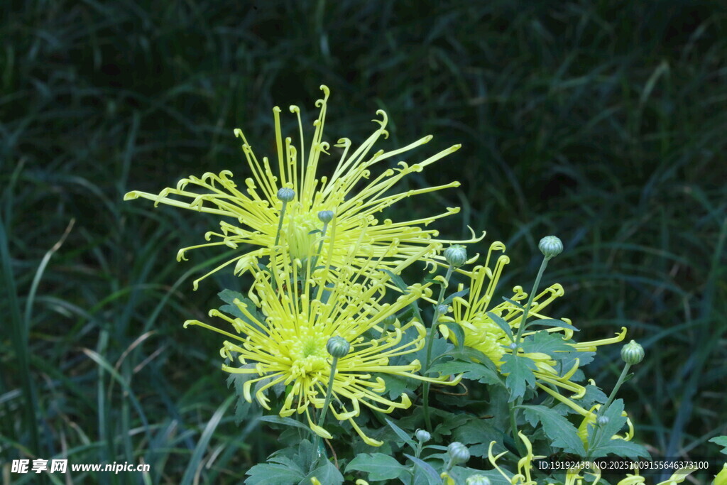 菊花  