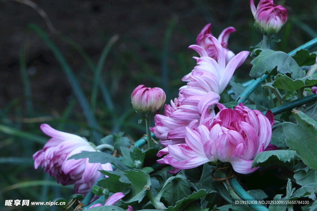 菊花  