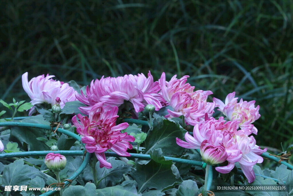 菊花  
