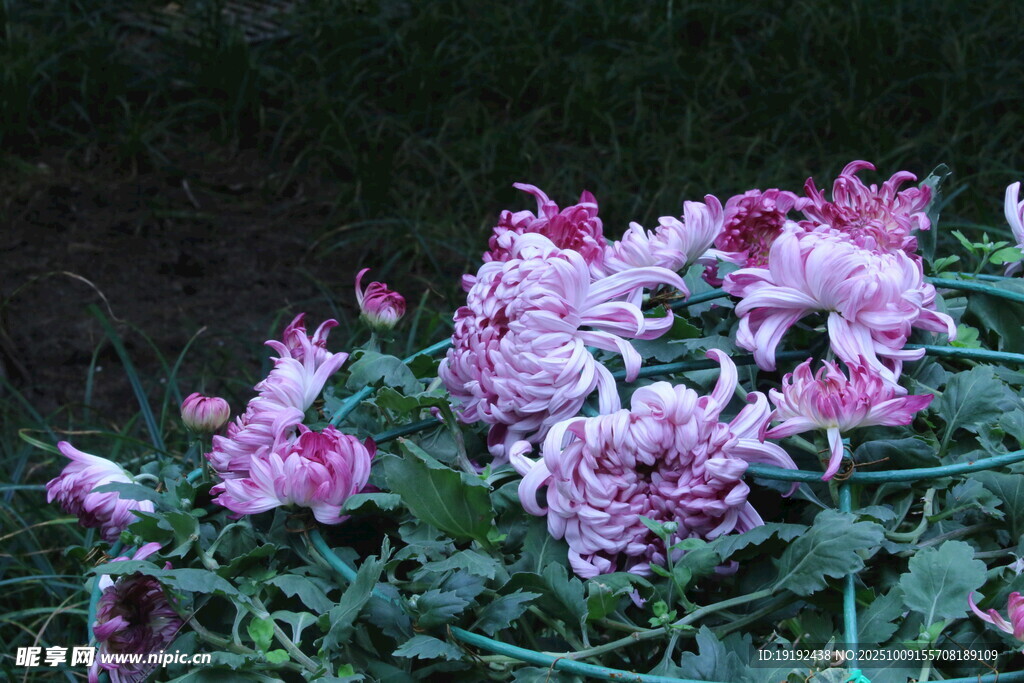 菊花 
