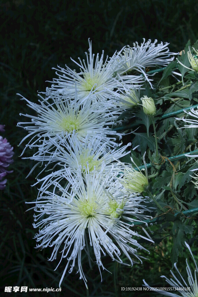菊花  