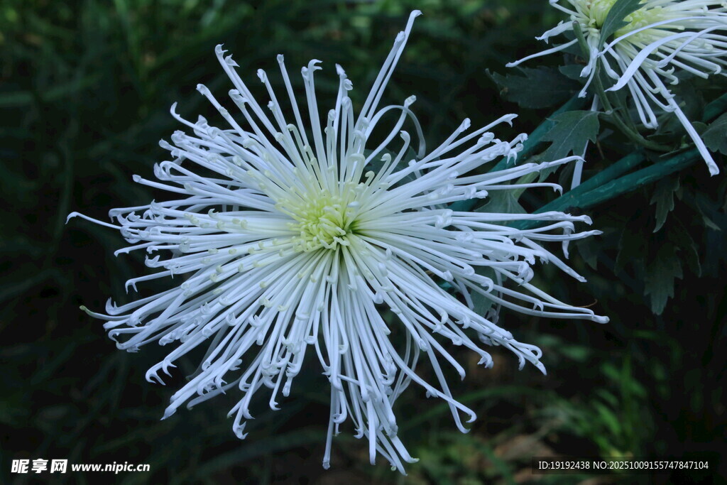 菊花  