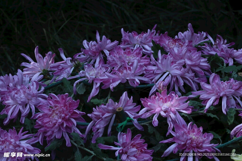 菊花  