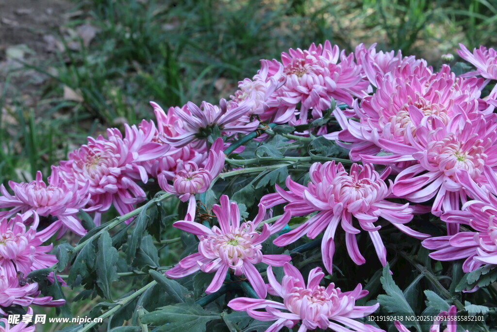 菊花  