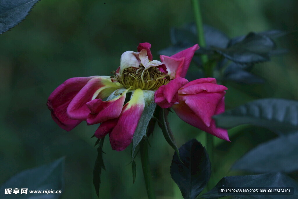 月季花  