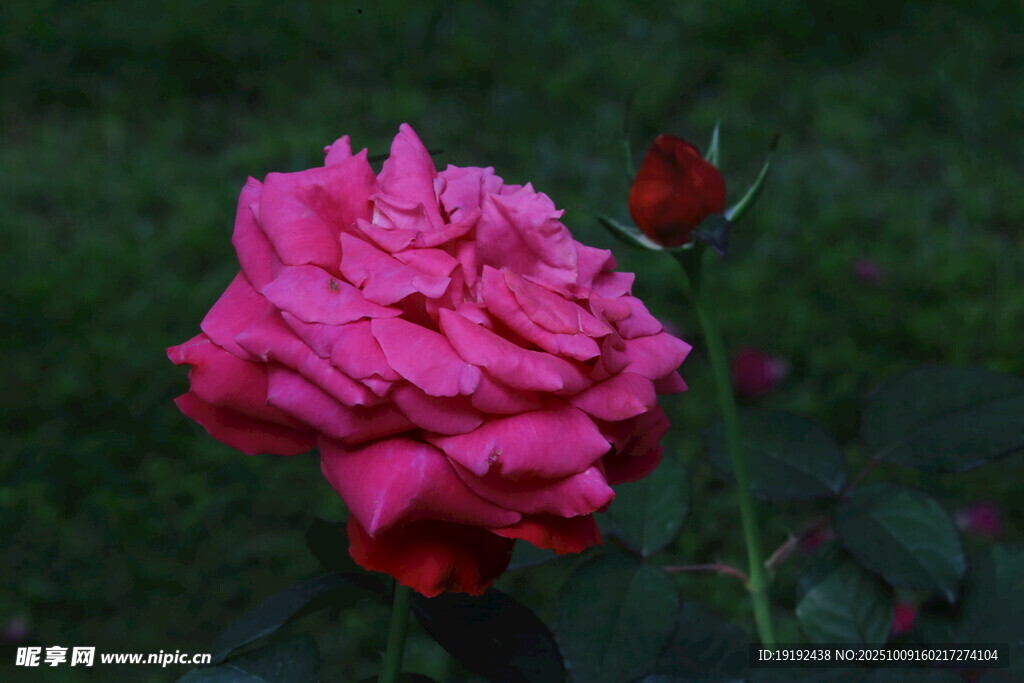 月季花  