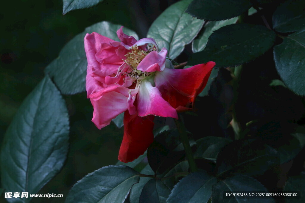 月季花 