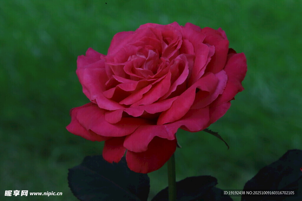 月季花  