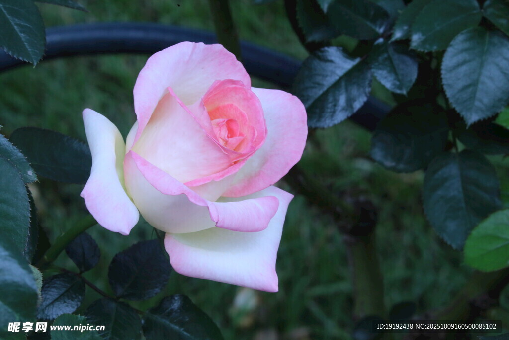 月季花  