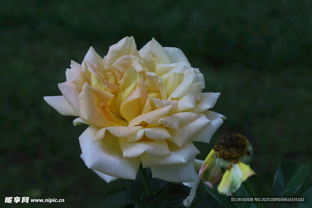 月季花  