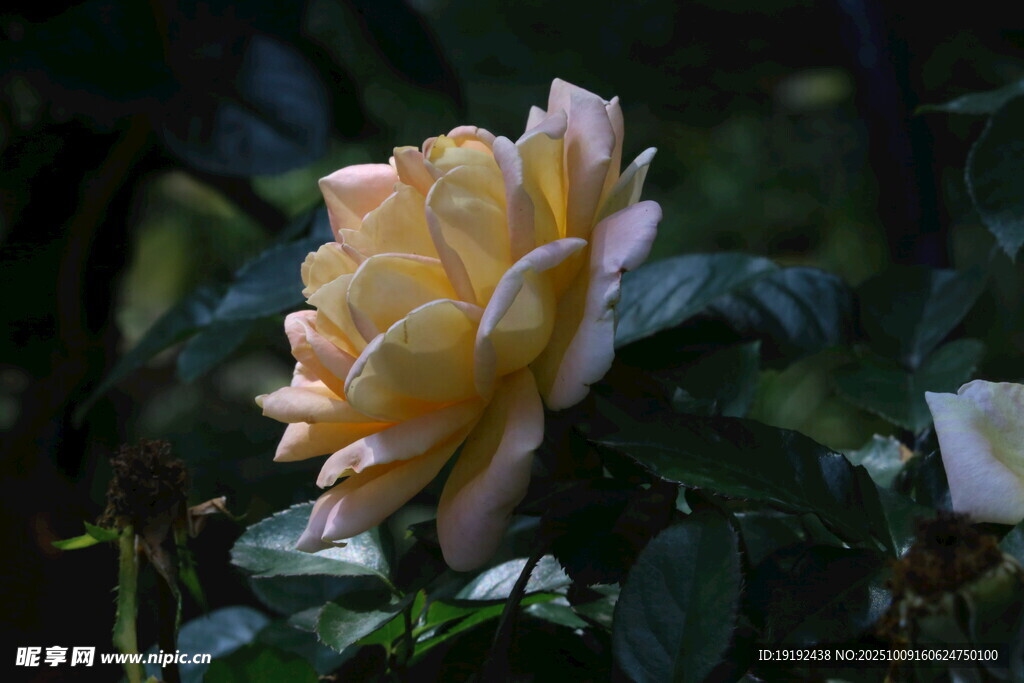 月季花  