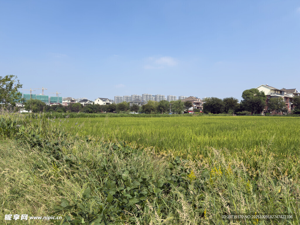 稻田