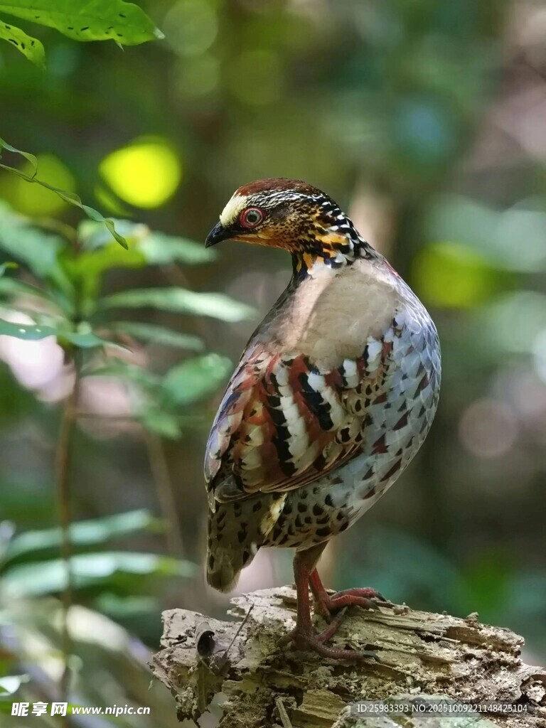 白眉山鹧鸪