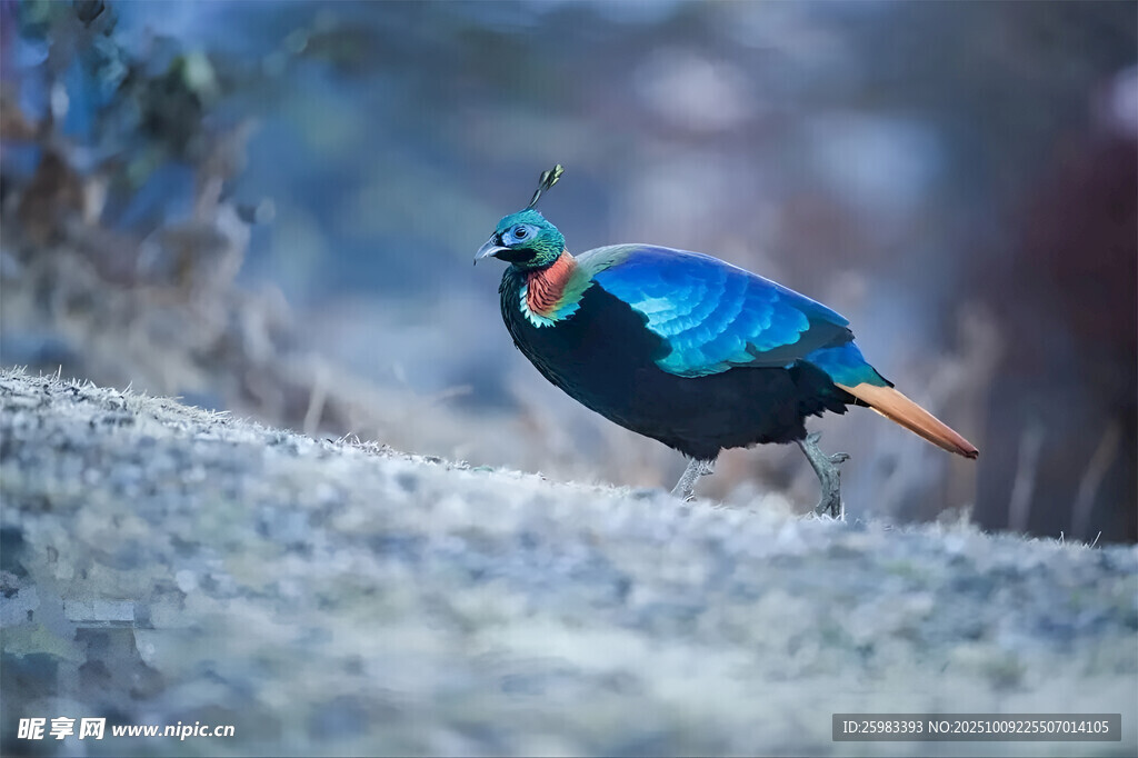 棕尾虹雉