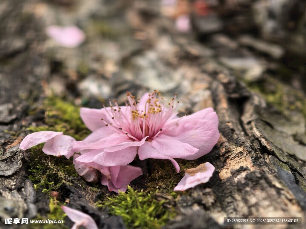 落花