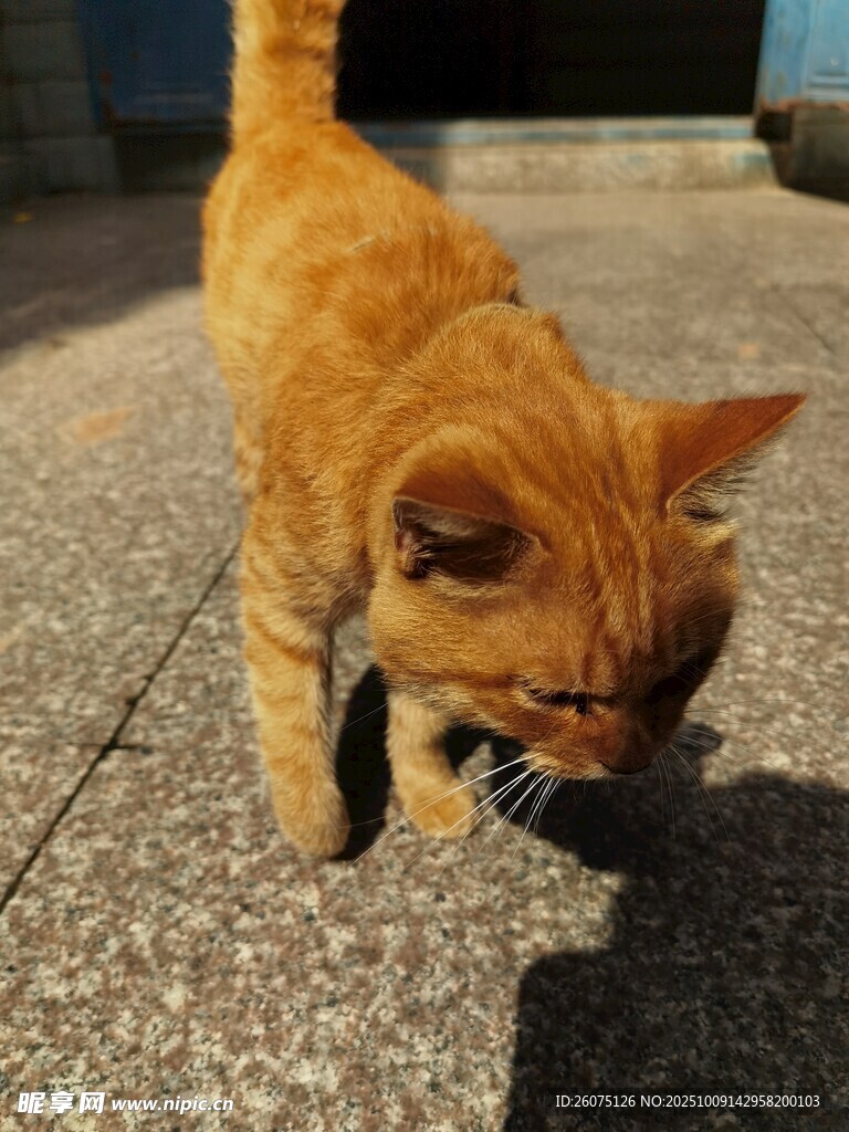 阳光下的橘猫