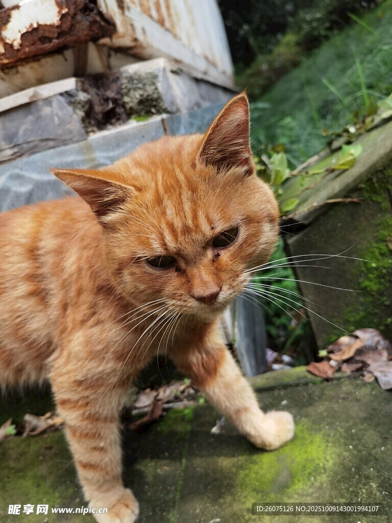 橘猫立于石上神情忧郁