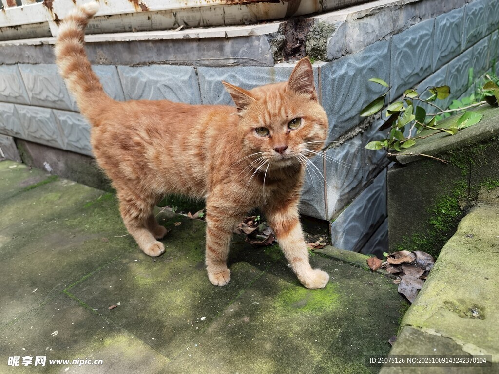 橘猫在户外地面行走