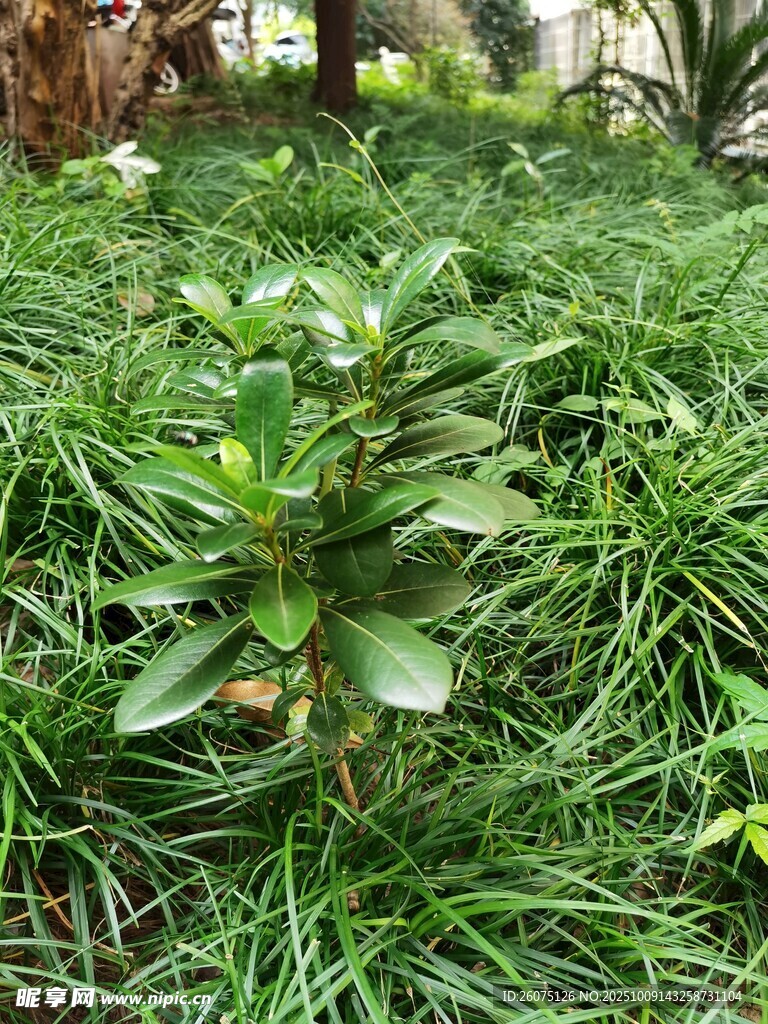 翠绿草丛中的茁壮植物