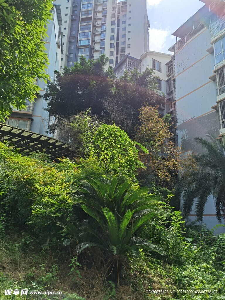城市中的绿植景观