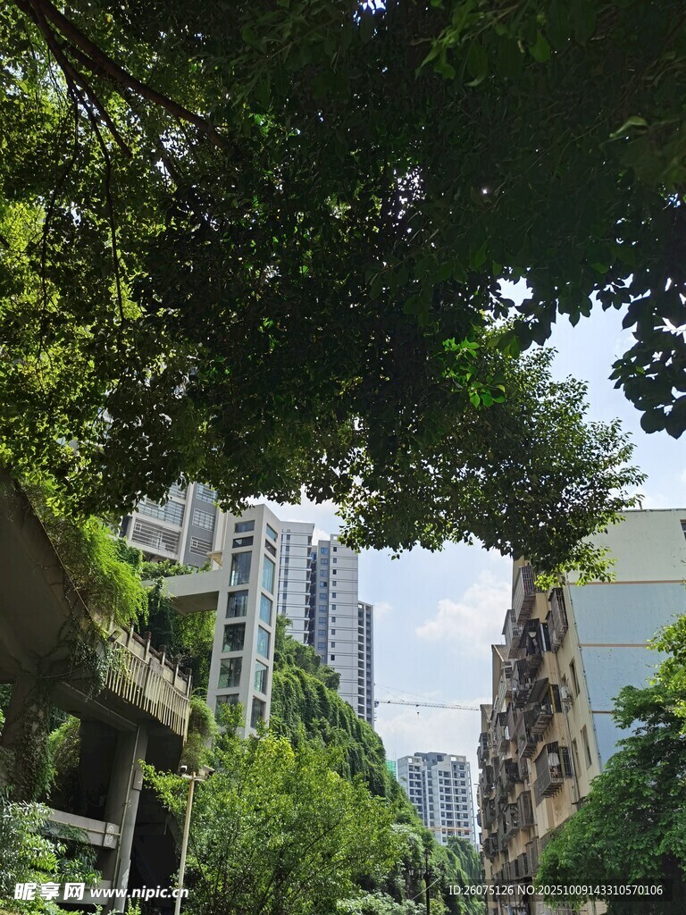 城市绿荫下的高楼景观