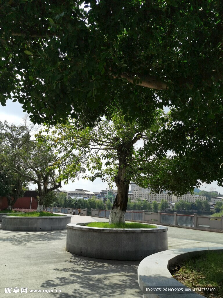 公园大树下的宁静步道