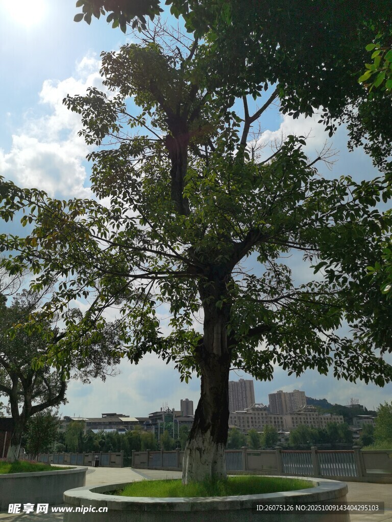 广场上的茂盛大树