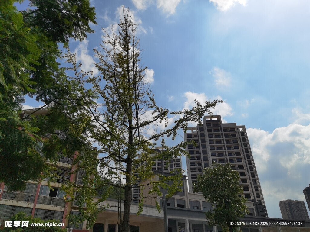 城市中挺拔的树木与高楼