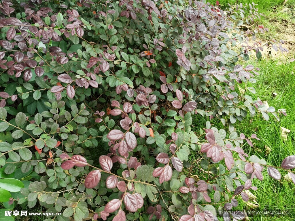 多彩叶片植物特写