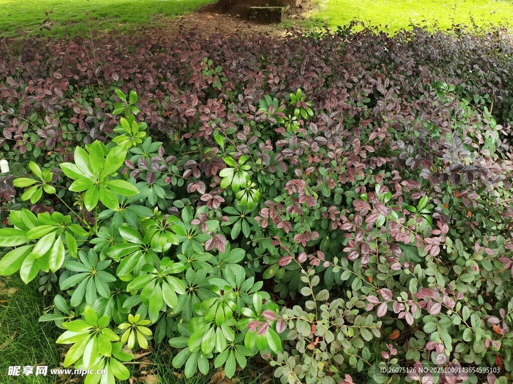 多彩植物景观