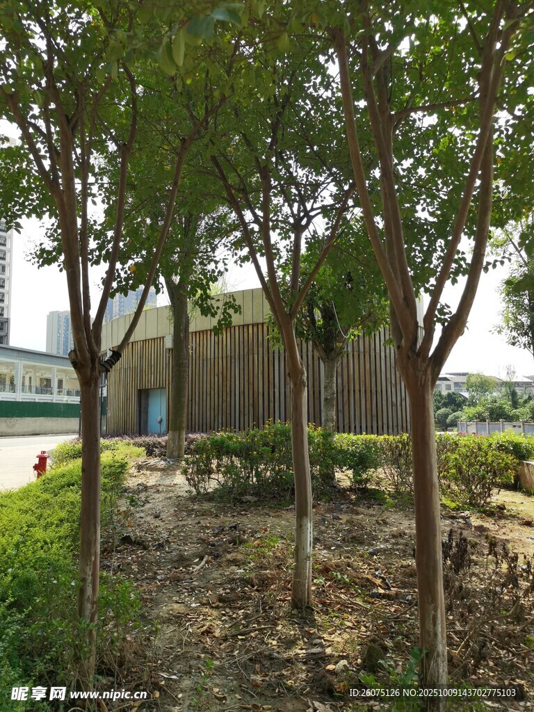 城市中的绿树与绿化景观