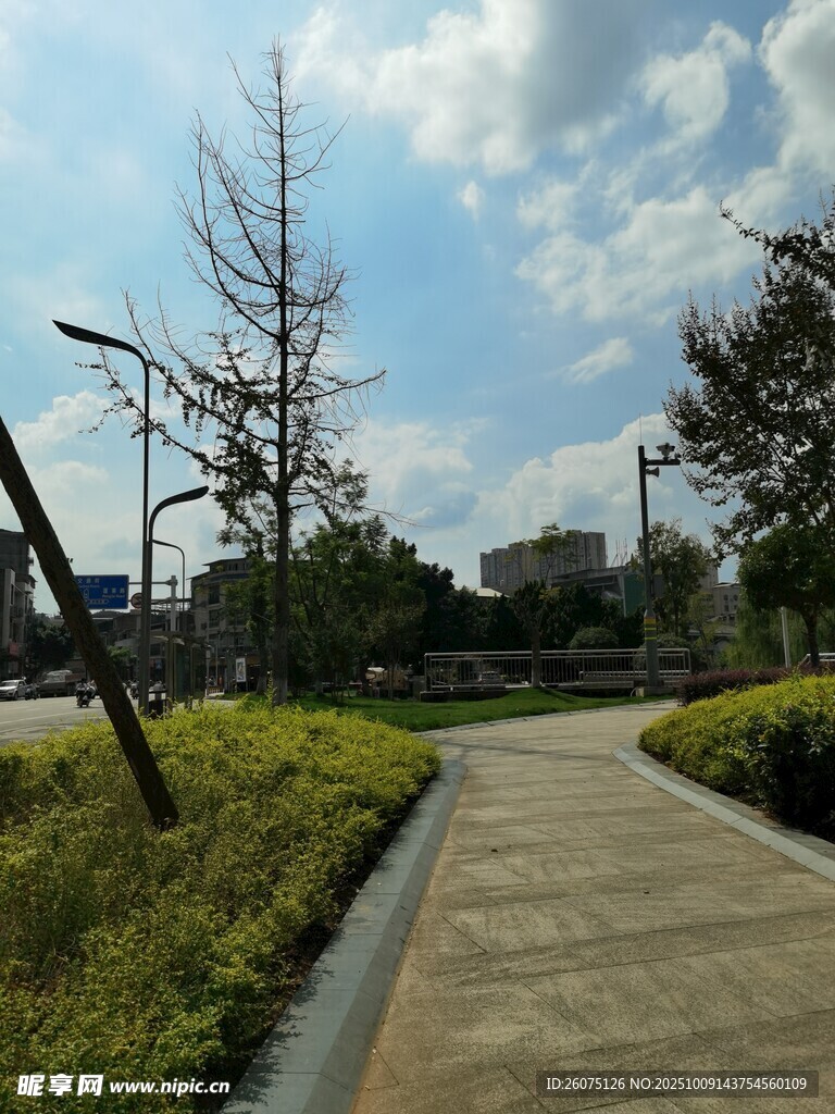 城市中宁静的林荫步道