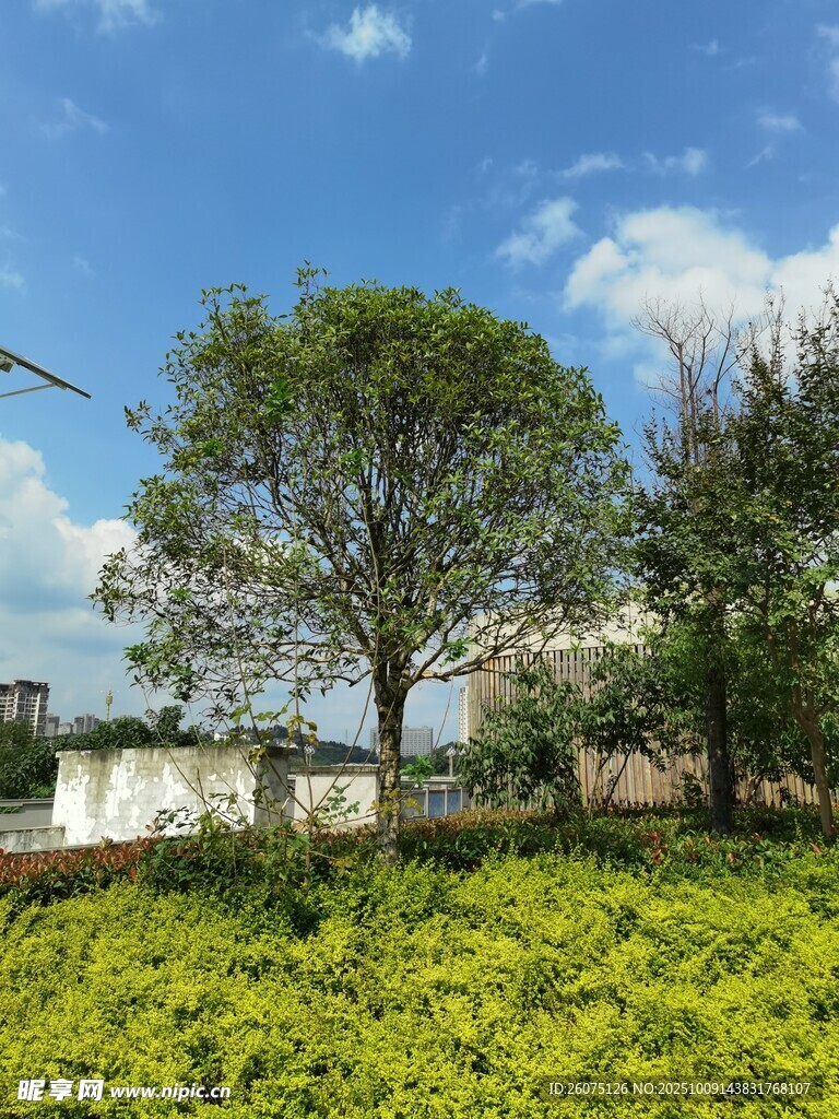 绿意盎然的户外风景